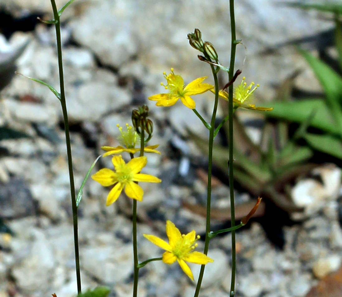 TÌNH YÊU CÂY CỎ ĐV 8  - Page 21 Bulbine_mesembryanthemoides_Prague_2012_2