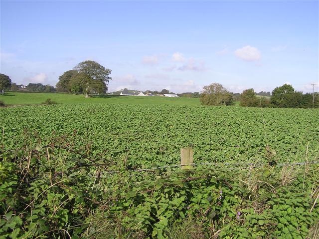 File:Bush - geograph.org.uk - 258995.jpg