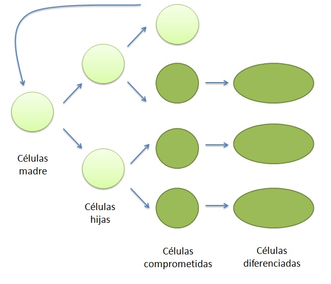 File:Células madre meristemáticas 1.jpg