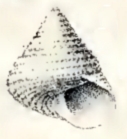 <i>Calliostoma allporti</i> Species of gastropod