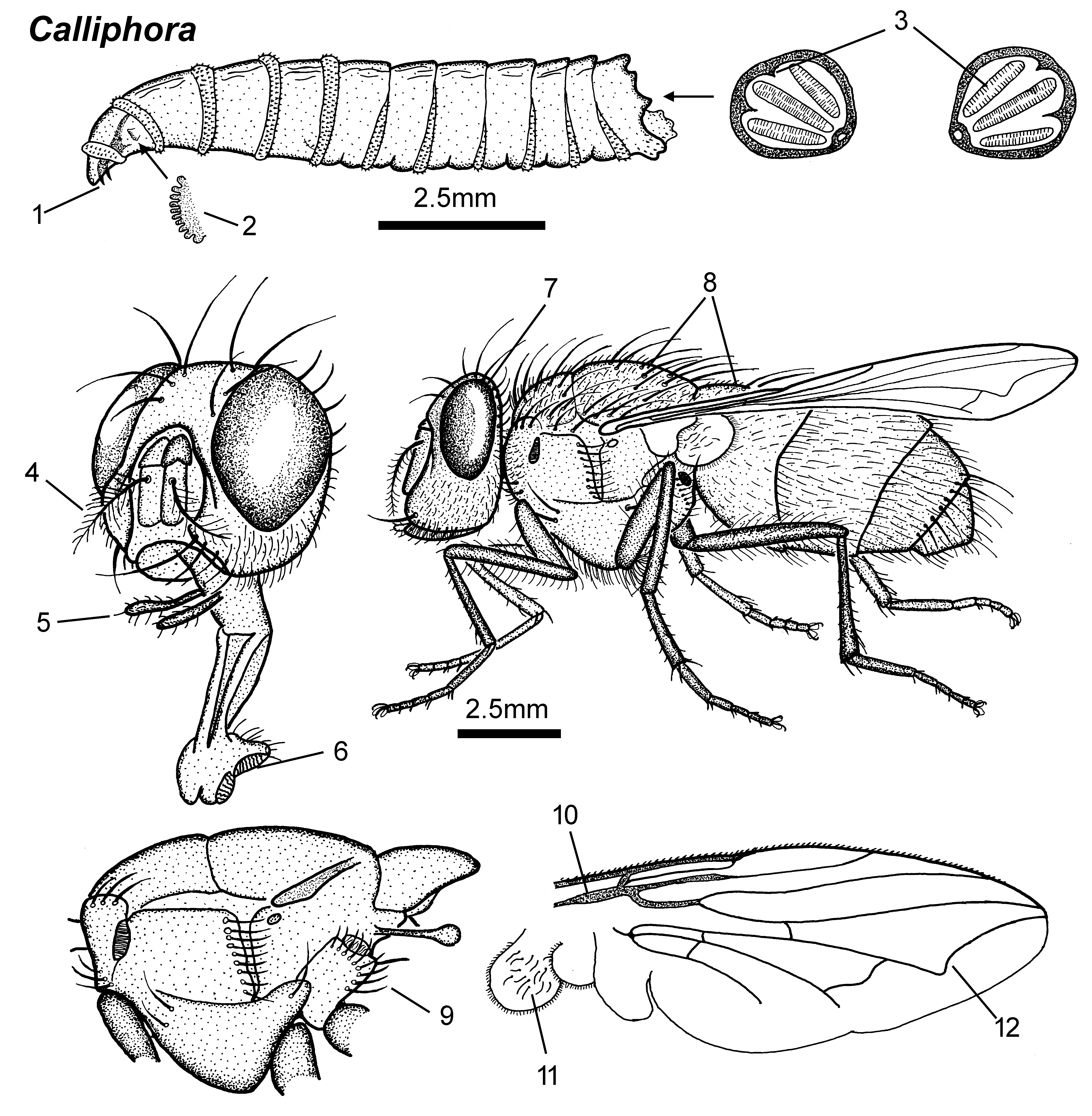 Развитие мясной мухи. Синяя мясная Муха Calliphora. Личинки мухи каллифориды. Calliphora erythrocephala. Протоподные личинки.