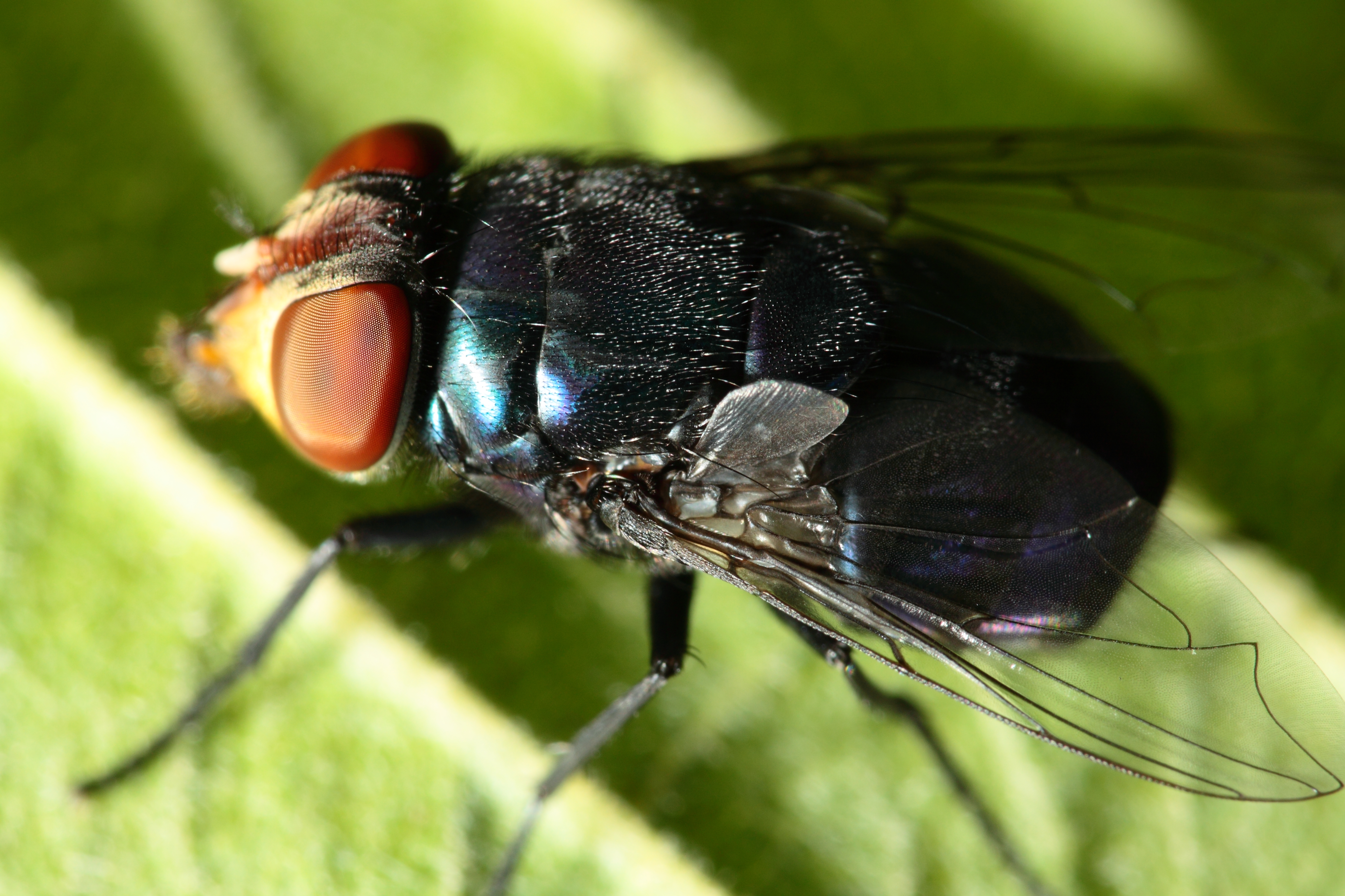 Синие мухи в доме. Мухи семейства Calliphoridae. Синяя мясная Муха Calliphora. Lucilia cuprina. Муха синяя мясная (Calliphora uralensis).