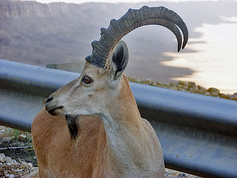 File:Capra-Ibex-Mitzpe.jpg