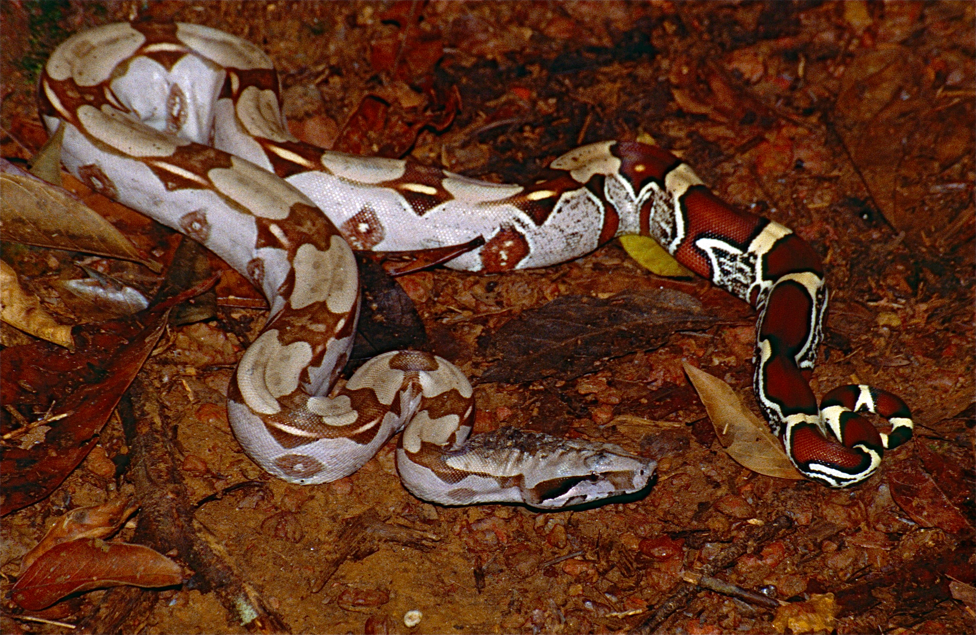 Red Tail (Boa constrictor constrictor) (10642424253).jpg - Wikimedia Commons