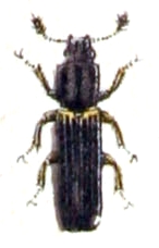 Colydium.filiforme.-.calwer.14.31.jpg