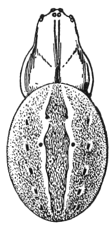 Обыкновенные пауки U.S. 396 Neoscona pratensis.png