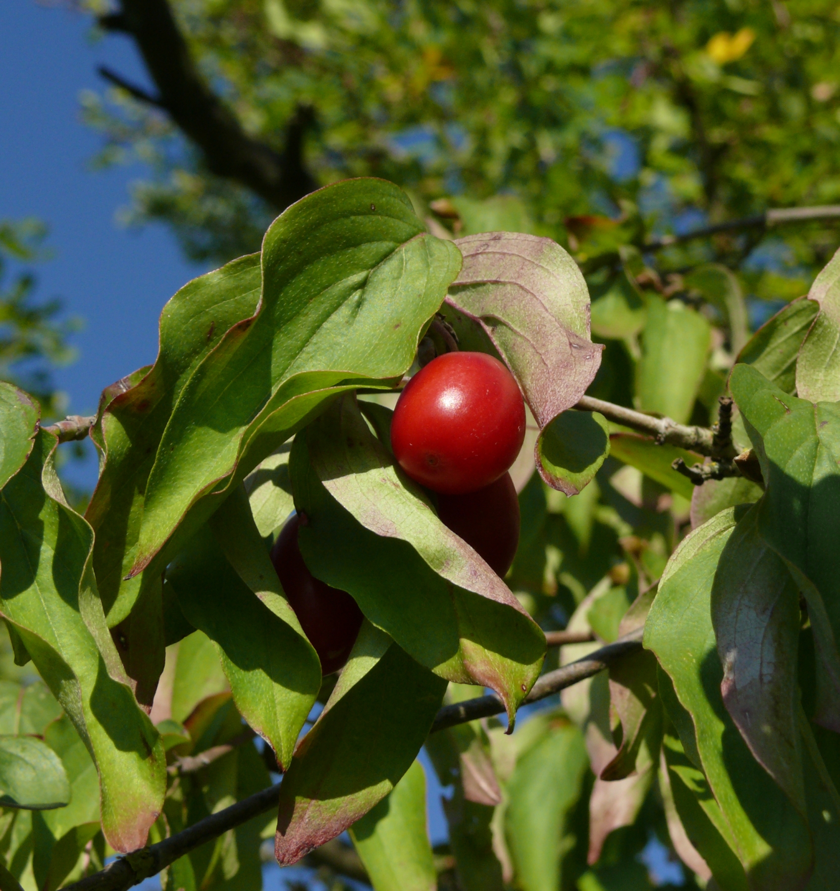 Кизил. Кизил обыкновенный (Cornus mas). Дерен кизил. Дерен мужской кизил обыкновенный. Кизил Дагестанский.