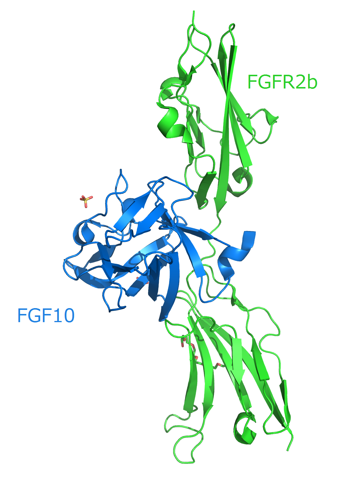 growth development of and symbol Wikipedia  factor growth  Fibroblast