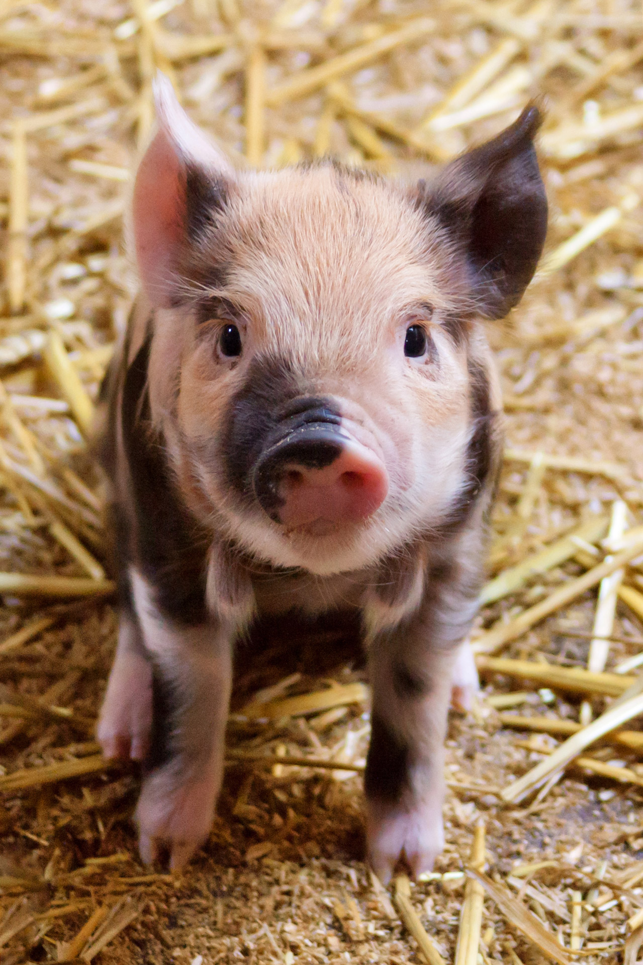 Cute Piglet