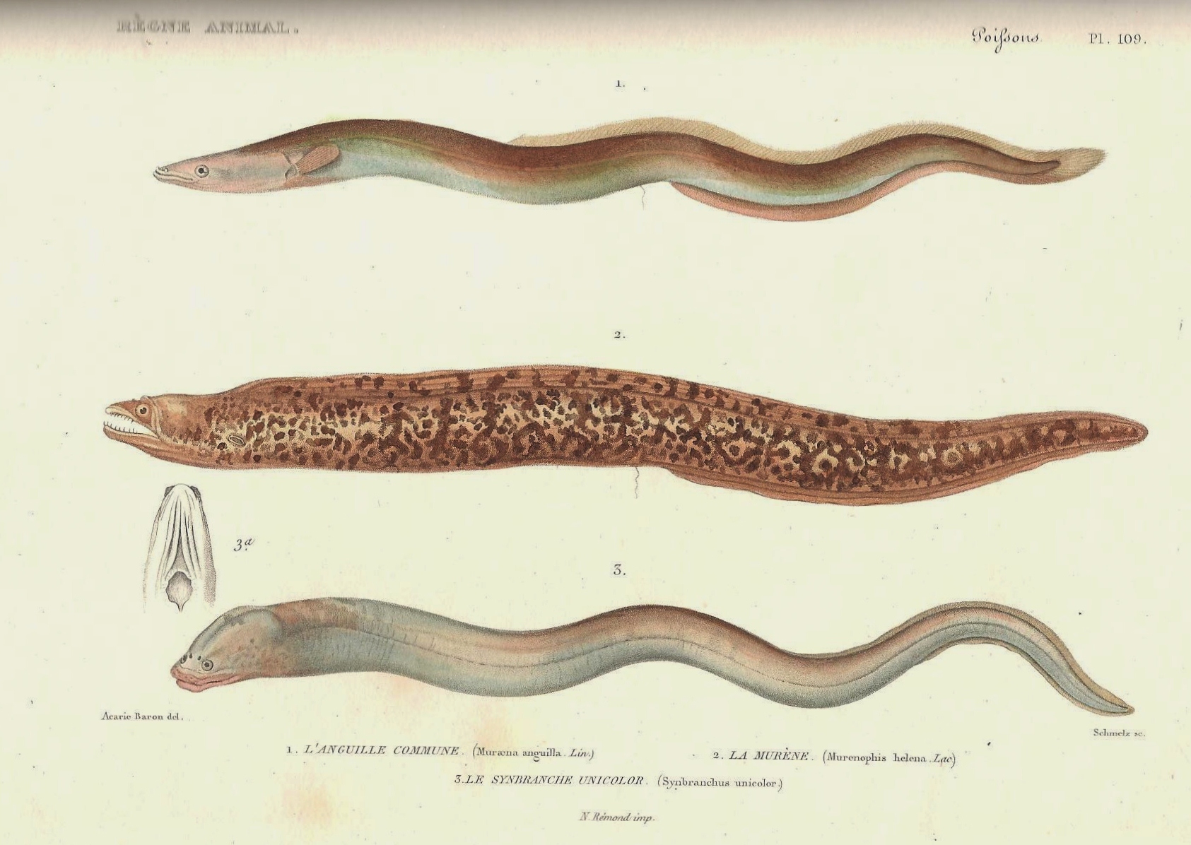 File Cuvier 109 Anguille Murene Synbranche Jpg Wikimedia Commons