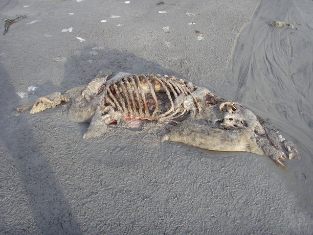 File:Dead seal at Lùib Bhàn - geograph.org.uk - 658622.jpg