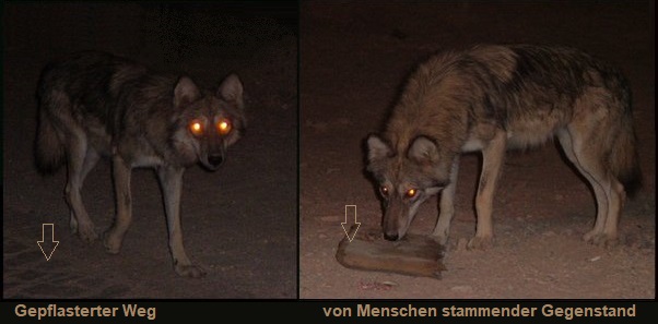 File:Desert Wolf Habituation.jpg