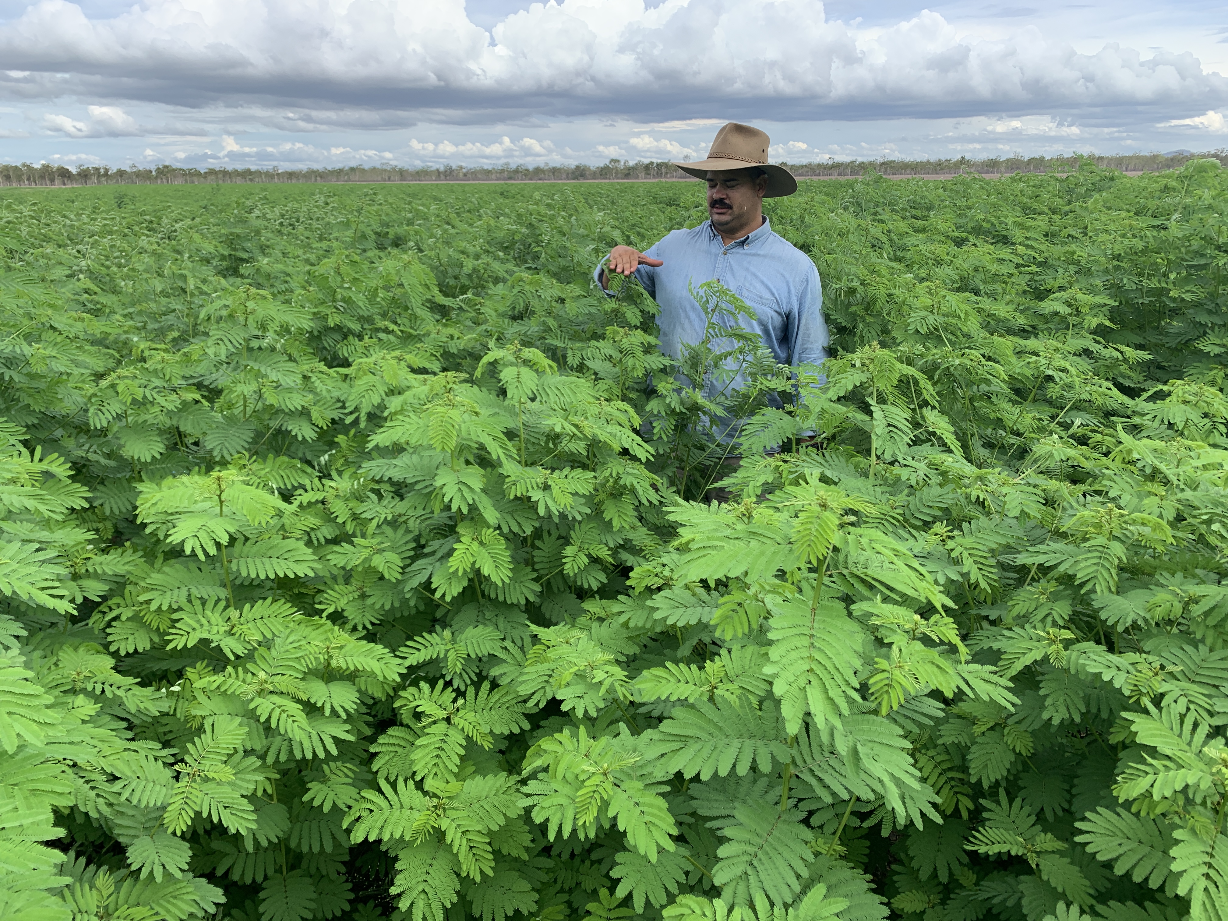 Como cultivar garbanzo