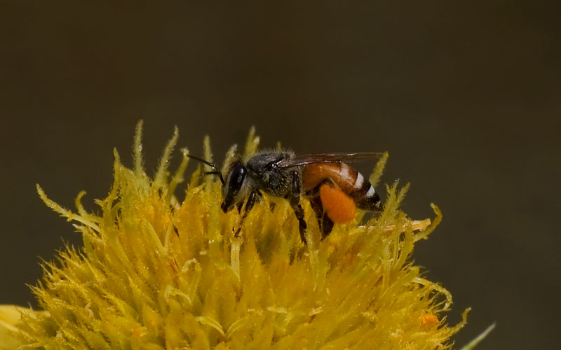 Pszczoła karłowata