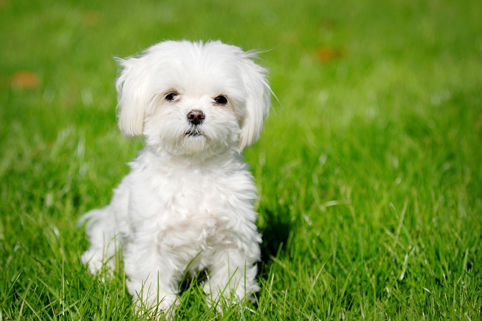 Maltese Japanese Chin Mix For Sale