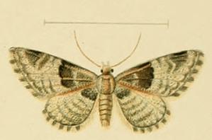 <i>Eupithecia stertzi</i> Species of moth