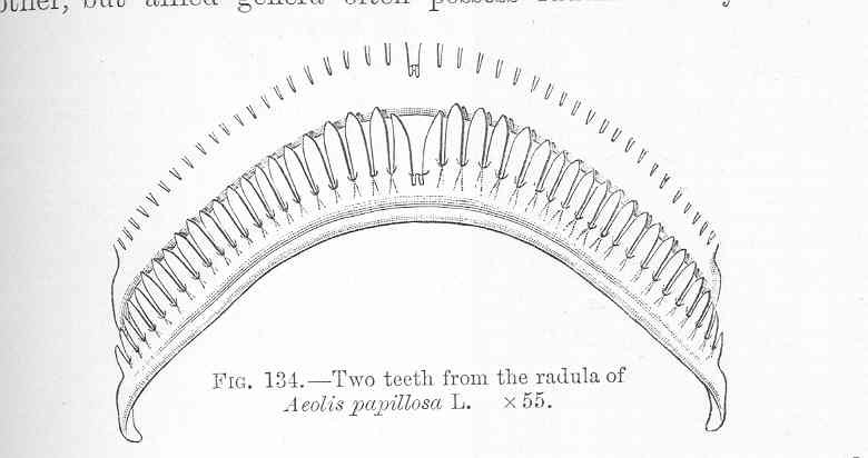 File:FMIB 48639 Two teeth from the radula of Aeolis papillosa L.jpeg