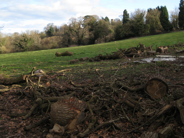 File:Firewood by Ringslade Road, Highweek - geograph.org.uk - 1729973.jpg