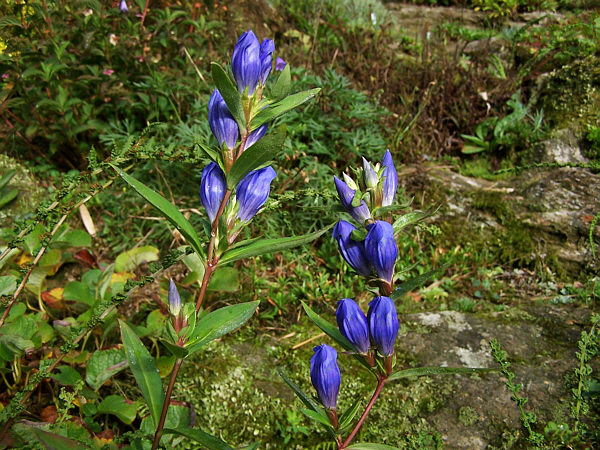 File:Gentiana triflora v. japonica.jpg