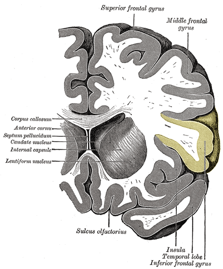 File:Gray743 inferior frontal gyrus.png