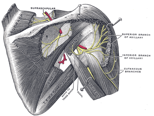 File:Gray810.png