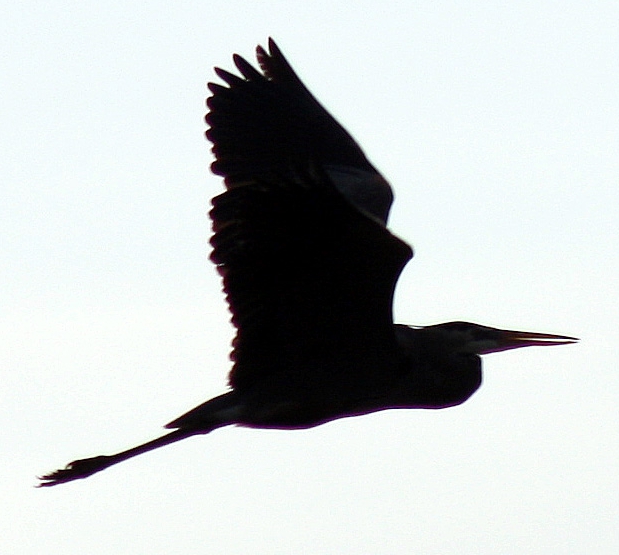 great blue heron outline