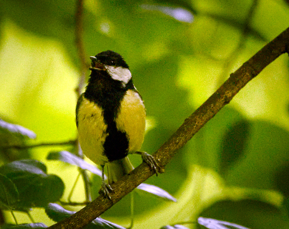 Great tit singing (17968238619).jpg