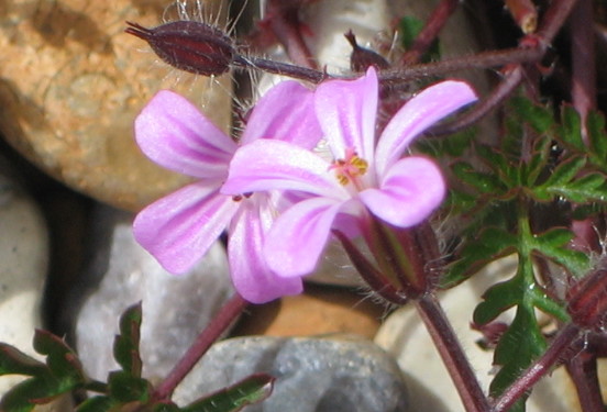 Herb Robert (Geranium robertianum) X (3174189847).jpg