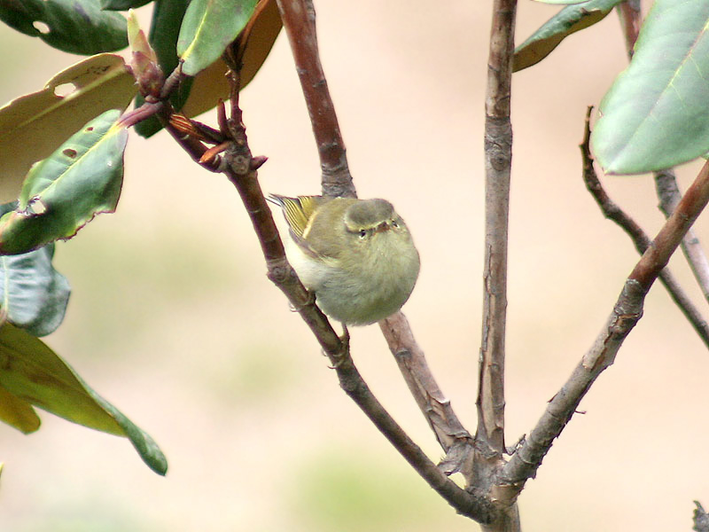 File:Hume's Warbler I2- Himachal- IMG 3402.jpg