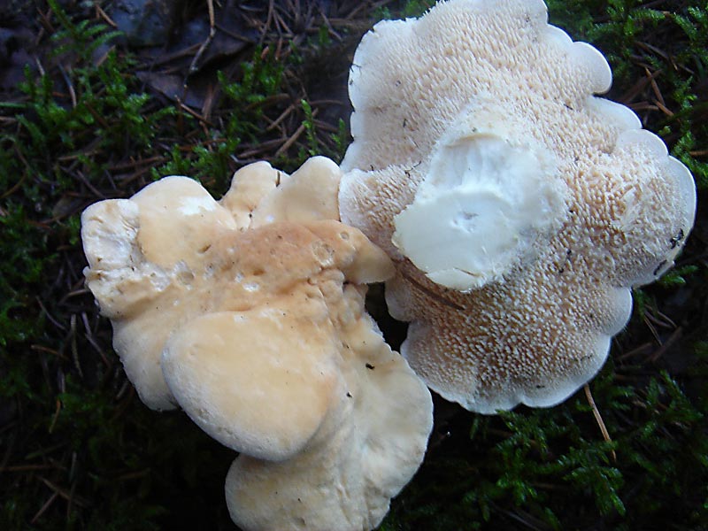 File:Hydnum repandum5.jpg