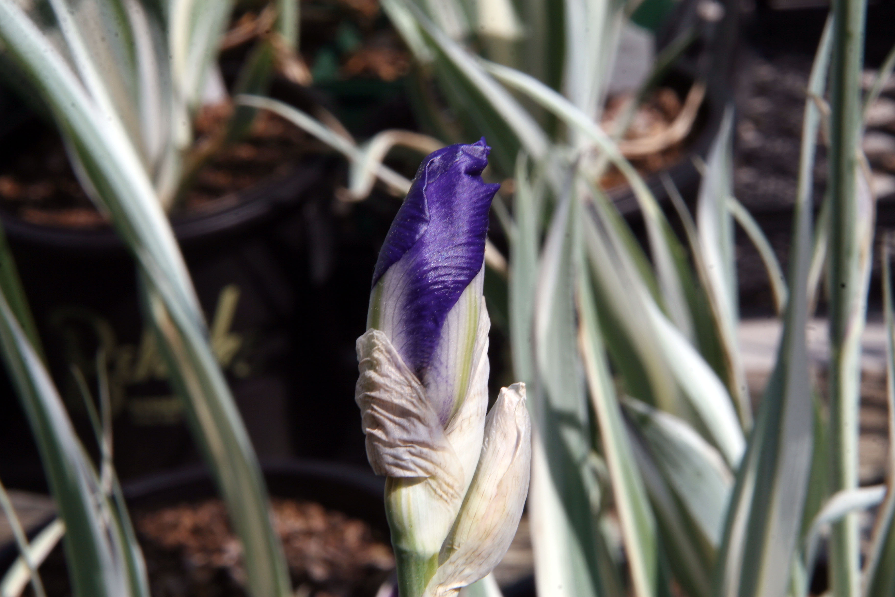 Ирис Iris versicolor