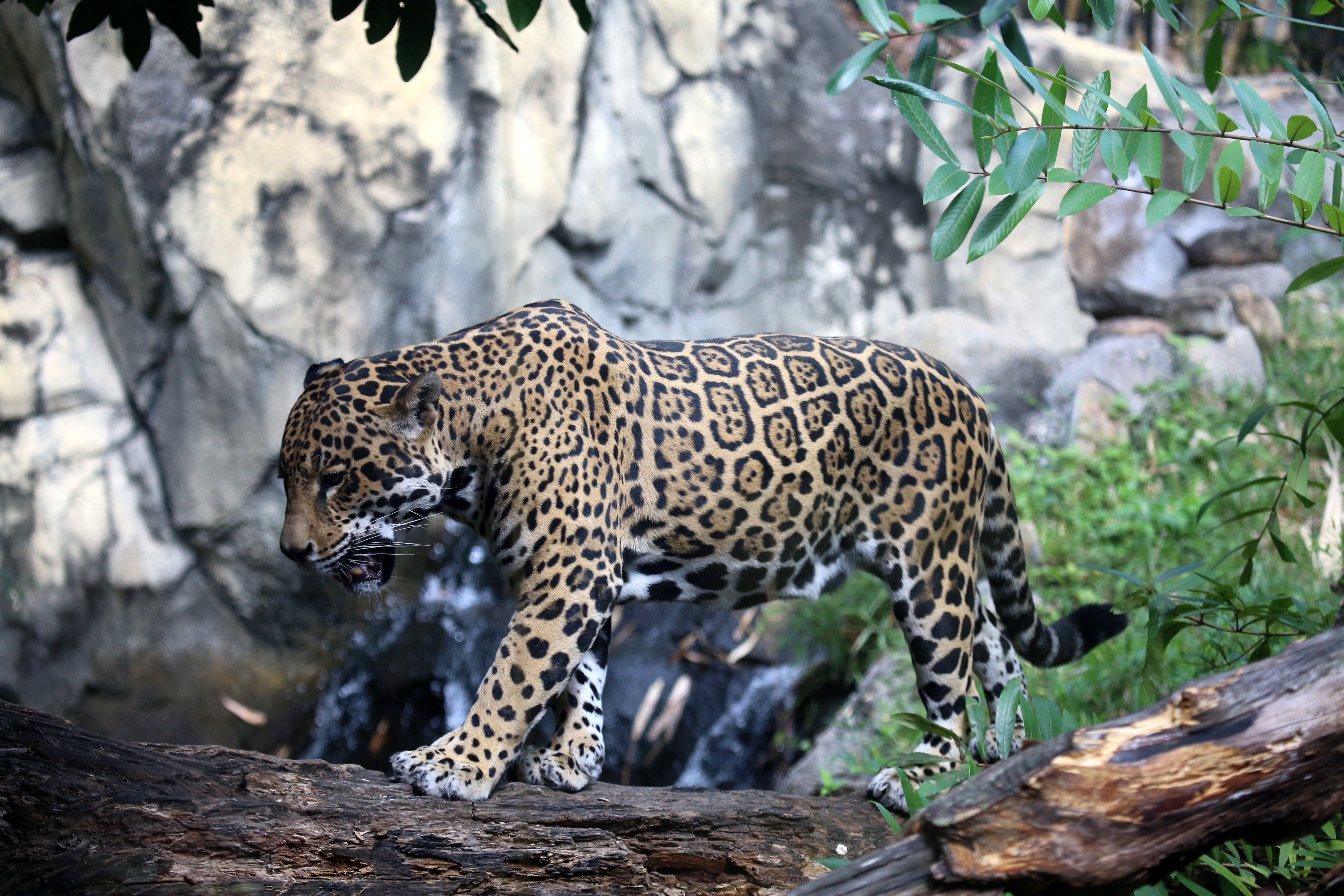 Как выглядит ягуар. Ягуар амазонки. Ягуар Panthera onca. Panthera onca onca амазонский Ягуар. Ягуар животное.