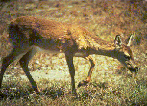 deer eating grass gif