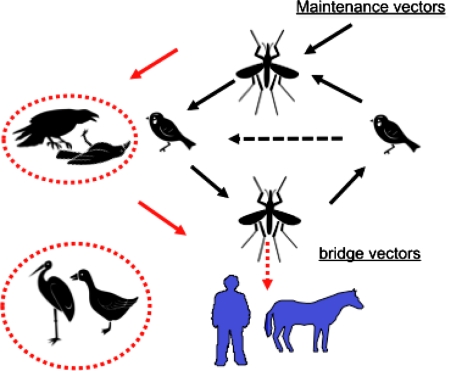 File:Kunjin virus life cycle.jpg