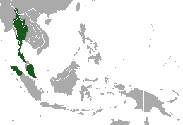 <span class="mw-page-title-main">Sumatran lar gibbon</span> Subspecies of ape