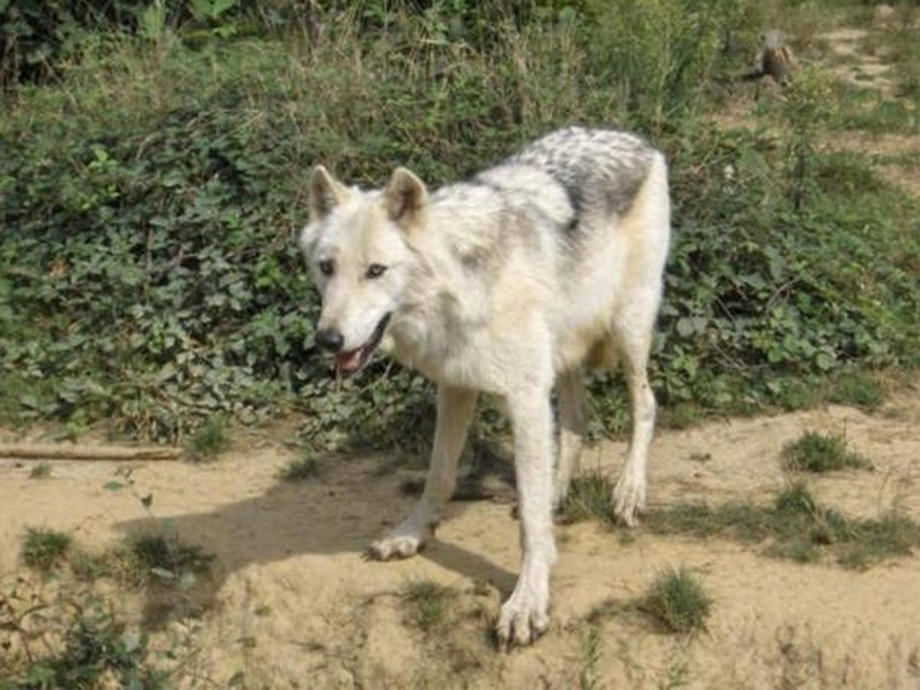 Fichier Loup Jpg Wikipedia