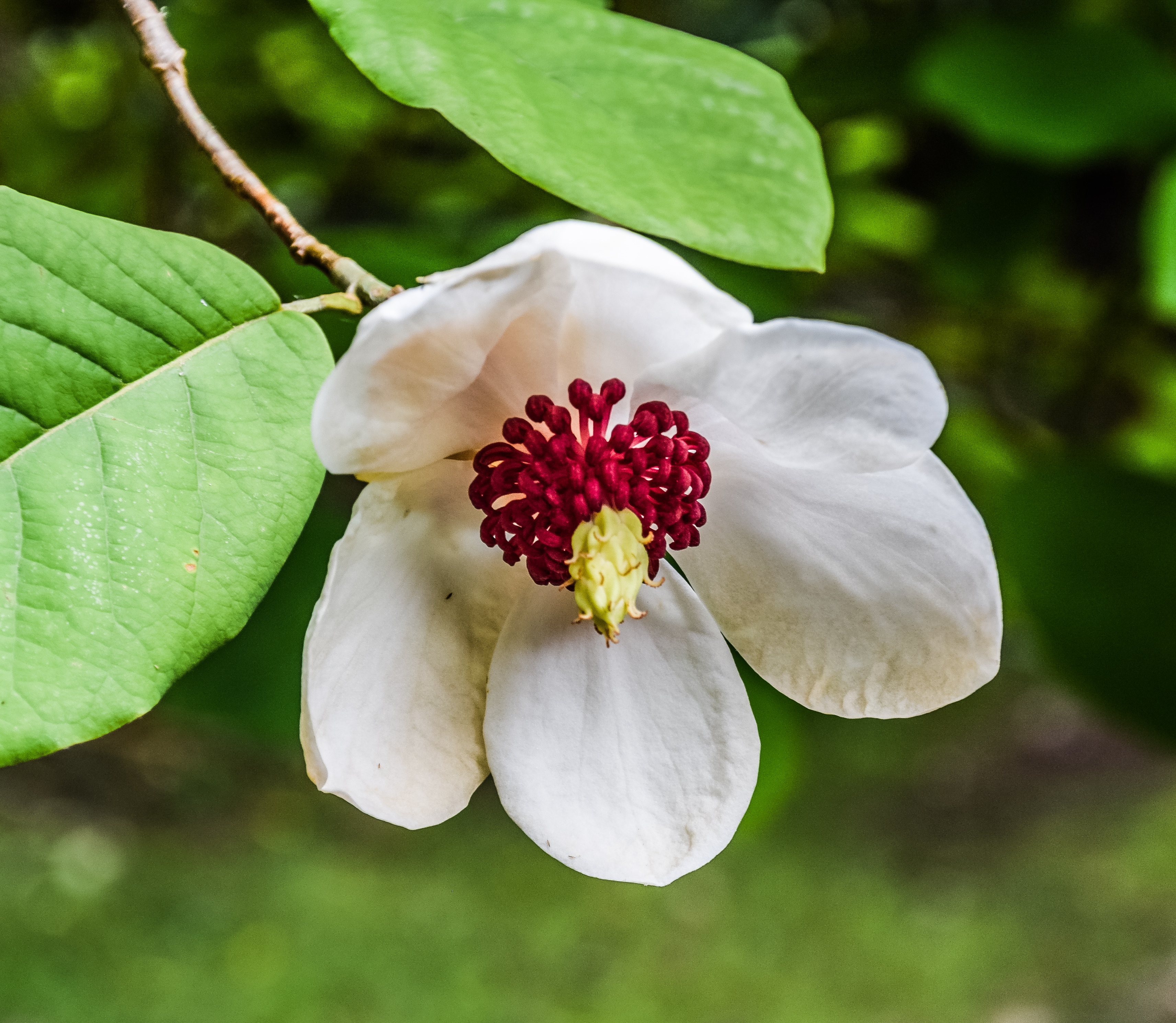 Магнолия Зибольда. Castanopsis sieboldii. Магнолия Зибольда фото. Безушник зибольда