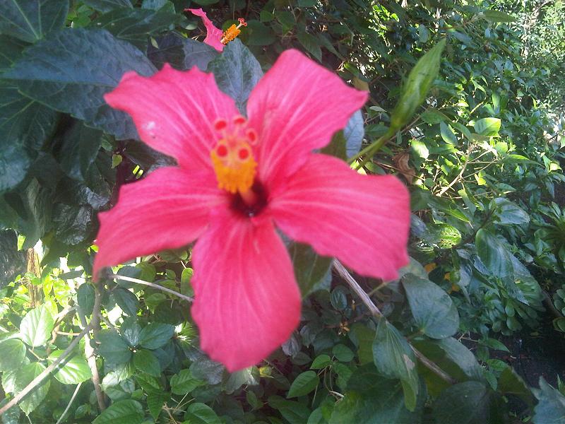 File:Malvales - Hibiscus fragilis 2.jpg