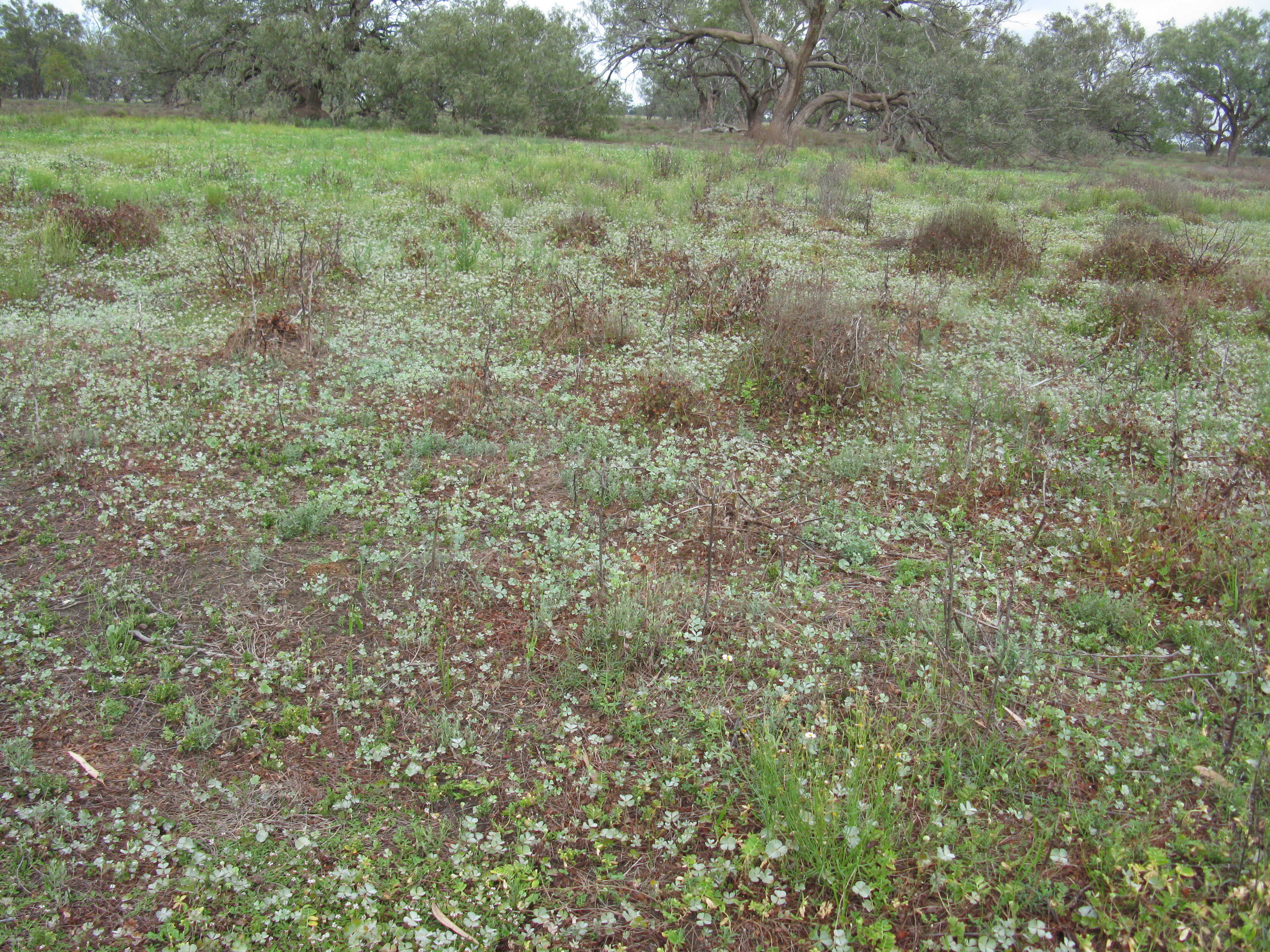 marsilea drummondii