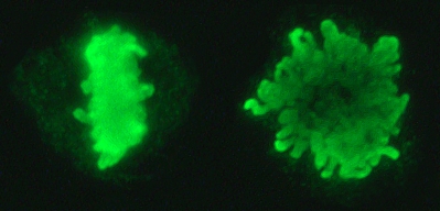 Els cromosomes alineats a la placa equatorial durant la metafase. Dues vistes amb un gir de 60 ° de la placa