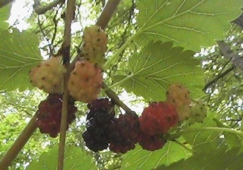 File:Mulberries in the US.jpg