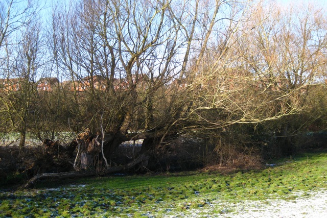 File:Neglected willow pollards, east bank of Whitnash Brook - geograph.org.uk - 1627852.jpg