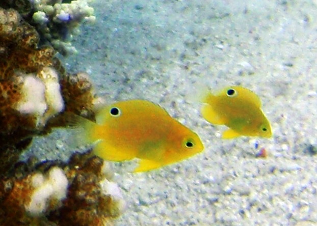 File:Newly-settled-juvenile-ambon-damselfish-Pomacentrus-amboinensis.jpg