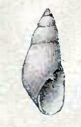 <i>Ondina vitrea</i> species of mollusc