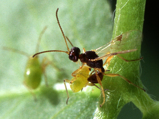 File:Parasitic wasp.jpg