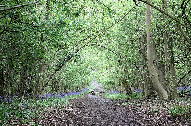 Tiddesley Wood – the Harry Green Reserve
