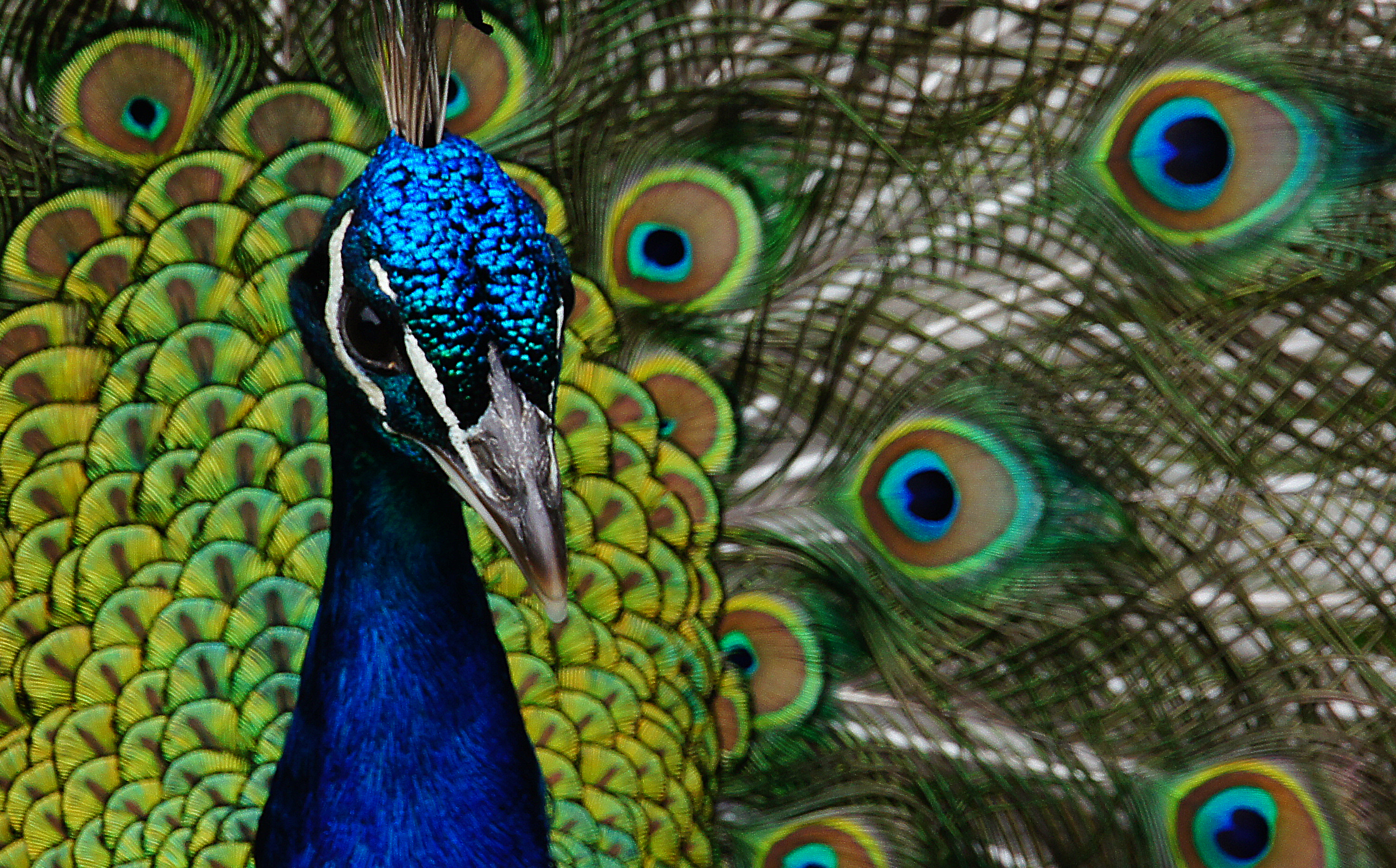 File:Ghi, pettingzoo (escaped peacock meets school pecock!)5.jpg -  Wikimedia Commons