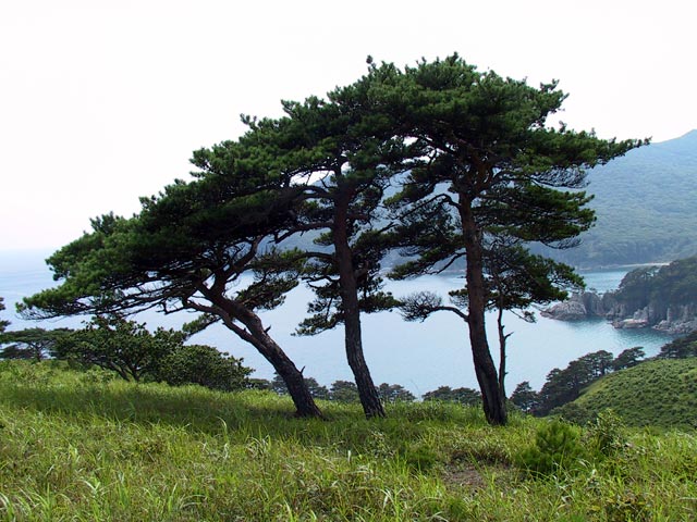 File:Pinus funebris.jpg