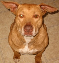 File:Pitbull1 170333b.jpg