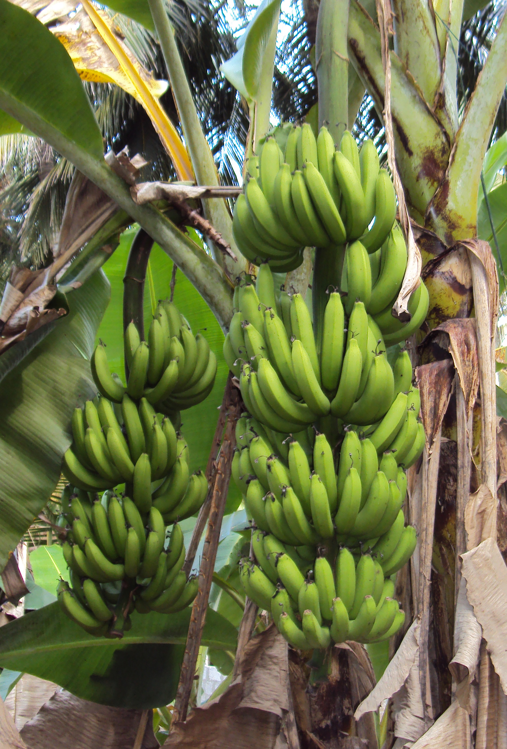 File:Plantain in Kerala.jpg - Wikimedia Commons